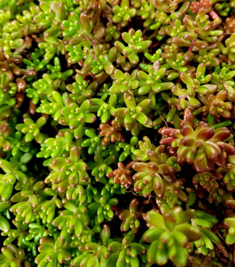 Sedum Album White Flower Stonecrop. Will grow anywhere. Extremely cold Hardy. Large amount of Hardy Sedum bare root, ready for your garden image 3
