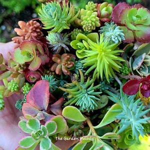 Cold Hardy Succulent Sampler pots Grows Outside 3 inch pot size RECEIVE several different varietiesSucculent varieties can vary image 1