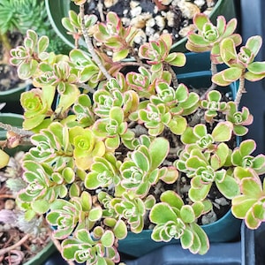 Sedum Spurium ‘Tricolor’ | Cold-Hardy Succulent Live Plant| Choose 2″, 3″, or 4″ Pot