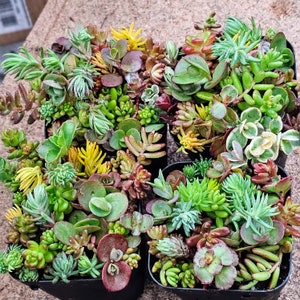 Cold Hardy Succulent Sampler pots Grows Outside 3 inch pot size RECEIVE several different varietiesSucculent varieties can vary image 3