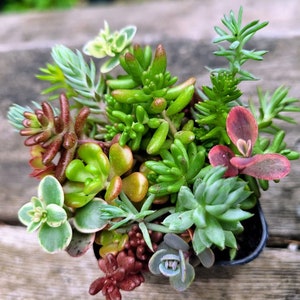 Cold hardy Succulent mix 2" SEDUM starter pots. Let me know your preferred sedum varieties when ordering. Read description for details