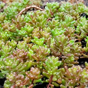 Sedum Album White Flower Stonecrop. Will grow anywhere. Extremely cold Hardy. Large amount of Hardy Sedum bare root, ready for your garden image 2