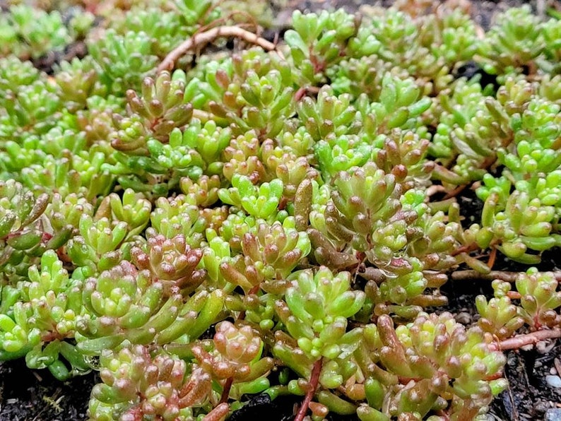 Sedum Album White Flower Stonecrop. Will grow anywhere. Extremely cold Hardy. Large amount of Hardy Sedum bare root, ready for your garden image 2