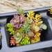 see more listings in the Cold hardy  succulents  section