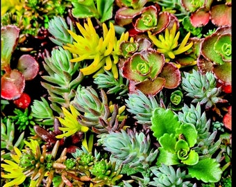 40 colorful Cold Hardy Succulent Cuttings. Several different varieties, colorful Sedums plant now to enjoy all year color