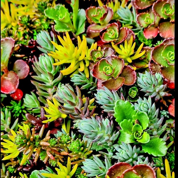 40 colorful Cold Hardy Succulent Cuttings. Several different varieties, colorful Sedums plant now to enjoy all year color