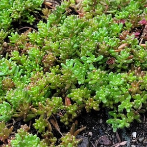 Sedum Album White Flower Stonecrop. Will grow anywhere. Extremely cold Hardy. Large amount of Hardy Sedum bare root, ready for your garden image 1