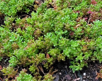 Sedum Album White Flower Stonecrop. Will grow anywhere. Extremely cold Hardy. Large amount of Hardy Sedum bare root, ready for your garden