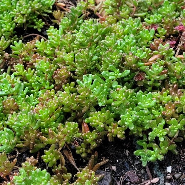 Sedum Album White Flower Stonecrop. Will grow anywhere. Extremely cold Hardy. Large amount of Hardy Sedum bare root, ready for your garden