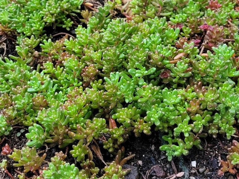 Sedum Album White Flower Stonecrop. Will grow anywhere. Extremely cold Hardy. Large amount of Hardy Sedum bare root, ready for your garden image 1