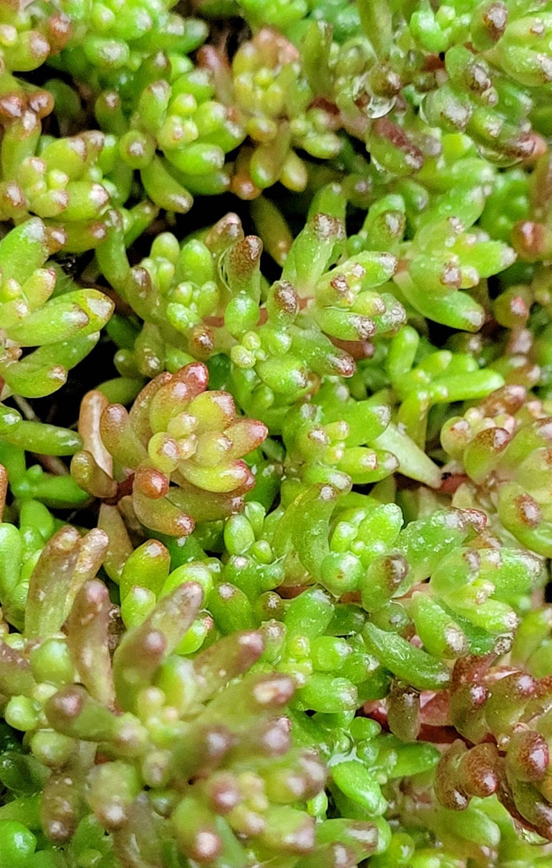 Sedum Album White Flower Stonecrop. Will grow anywhere. Extremely cold Hardy. Large amount of Hardy Sedum bare root, ready for your garden image 5