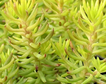 Sedum reflexum Angelina   25 Cuttings