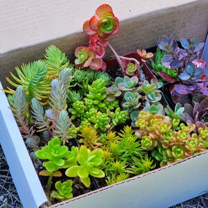 Cold Hardy Succulent Surprise Box | Fully Rooted 2&quot; Sedum & Sempervivum | 3/6/12 Plants | No Duplicates Up To 12 Different Potted Varieties