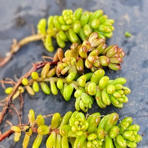 Sedum Album White Flower Stonecrop. Will grow anywhere. Extremely cold Hardy. Large amount of Hardy Sedum bare root, ready for your garden image 10