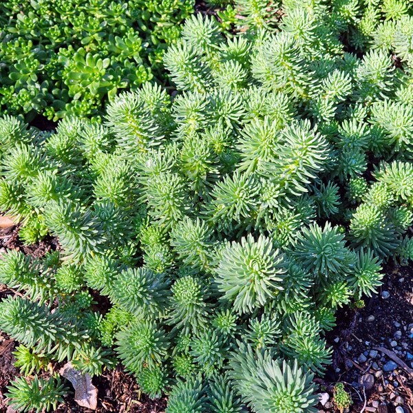 Stonecrop Oracle (Sedum forsterianum) Ships bare root.  Enough Sedum to fill a 6 in pot. Cold Hardy Live Succulent Plant Bare Root