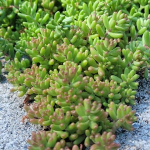 Sedum Album White Flower Stonecrop. Will grow anywhere. Extremely cold Hardy. Large amount of Hardy Sedum bare root, ready for your garden image 7