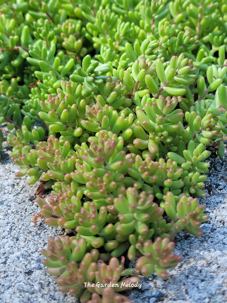 Sedum Album White Flower Stonecrop. Will grow anywhere. Extremely cold Hardy. Large amount of Hardy Sedum bare root, ready for your garden image 7