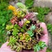 see more listings in the Cold hardy  succulents  section