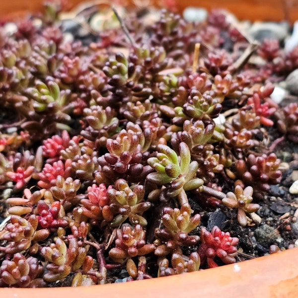 Sedum Album 'Black Pearl' potted in 3" and 4" pots