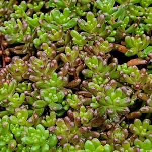 Sedum Album White Flower Stonecrop. Will grow anywhere. Extremely cold Hardy. Large amount of Hardy Sedum bare root, ready for your garden image 4