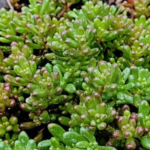 Sedum Album White Flower Stonecrop. Will grow anywhere. Extremely cold Hardy. Large amount of Hardy Sedum bare root, ready for your garden image 6