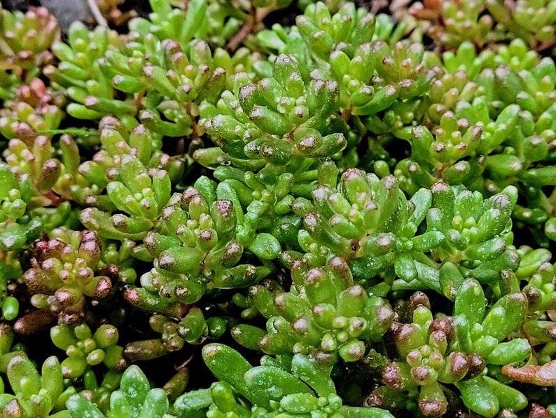 Sedum Album White Flower Stonecrop. Will grow anywhere. Extremely cold Hardy. Large amount of Hardy Sedum bare root, ready for your garden image 6