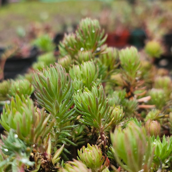 Stonecrop Oracle (Sedum forsterianum) Ships in 3" grow pot. Cold Hardy Live Succulent Plant.