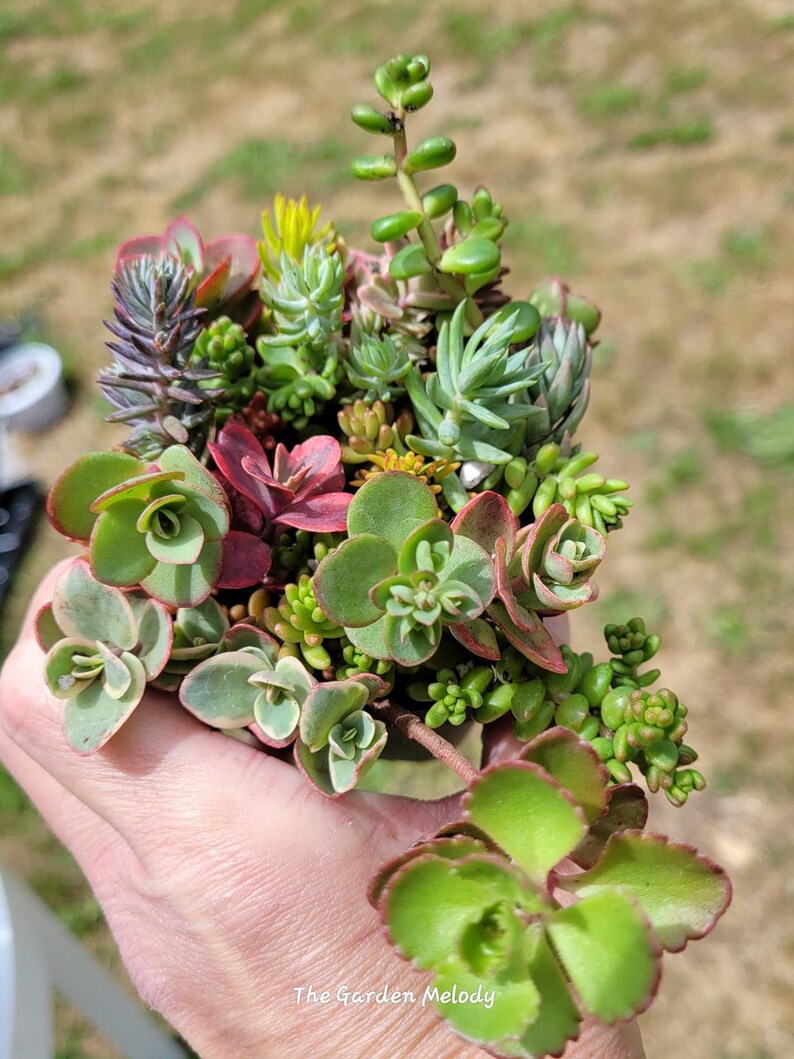 Cold Hardy Succulent Sampler pots Grows Outside 3 inch pot size RECEIVE several different varietiesSucculent varieties can vary image 8