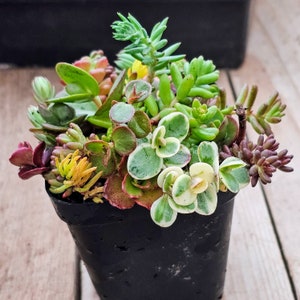 Cold Hardy Succulent Sampler pots Grows Outside 3 inch pot size RECEIVE several different varietiesSucculent varieties can vary image 4