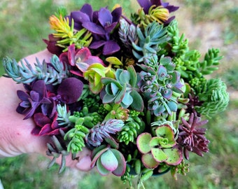 Cold Hardy Succulent Sampler pots || Grows Outside || 3 inch pot size || RECEIVE several different varieties||Succulent varieties can vary