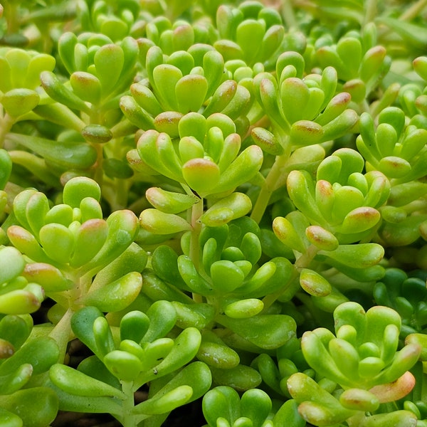 Oregon Stonecrop. Live. Cold Hardy Succulent plants. extremely cold hardy, evergreen 2 and 4 inch pots as well as cuttings.