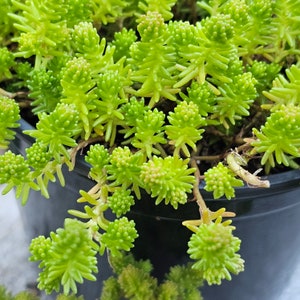 Sedum Sexangulare Tasteless Stonecrop || Live Sedum Ships Bare Root
