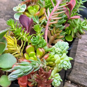 Ultimate Sedum & Sempervivum Garden Kit – Receive a Variety of Rooted Ready-to-plant Perennial Succulents. Instant Cold Hardy Garden Starter