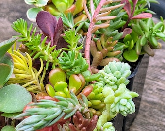 Assorted varieties of Cold Hardy Succulents. Stonecrops, Sunsparkler, Sedums. DYI projects . Fairy garden, rock garden, vertical walls