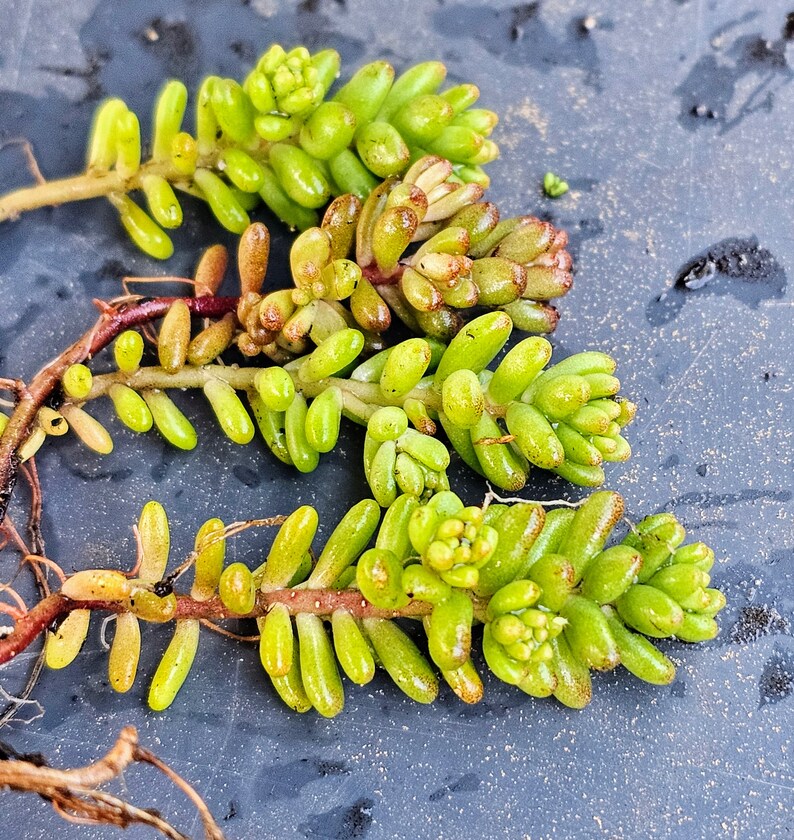 Sedum Album White Flower Stonecrop. Will grow anywhere. Extremely cold Hardy. Large amount of Hardy Sedum bare root, ready for your garden image 8