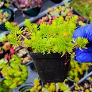 Sedum reflexum Angelina Potted Live Sedum Plant | 3 and 4 inch Pots | Cuttings