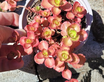 Sedum Spurium, Two-row Stonecrop Fantastic groundcover, or use in hanging baskets. Available in 3" and  4" pots.  Bare root also available