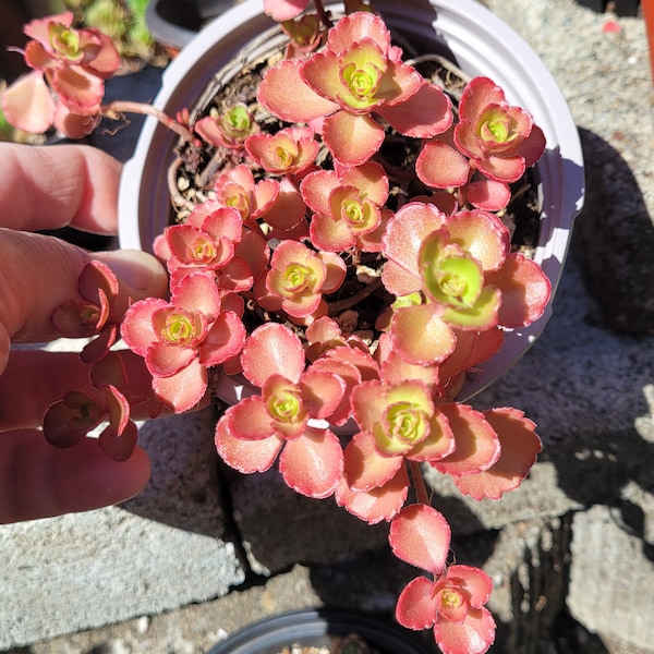 Sedum Spurium, Zweireihiger Fetthenne Fantastischer Bodendecker oder zur Verwendung in Blumenampeln. Erhältlich als 3-Zoll- und 4-Zoll-Töpfe. Auch wurzelnackt erhältlich