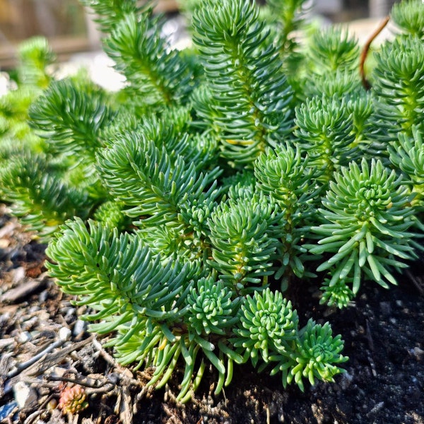 Sedum Fosterianum also known as Oracle Stonecrop is a hard to find, Rare, Cold Hardy Succulent. Ships bare root