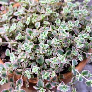 Variegated Sedum Little Missy, fully rooted live plant, great for indoor house decor or plant in garden. 2.5" and 4" pots