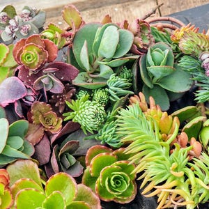 Cold Hardy Sedum Cuttings – 15, 25, 35, or 50 Assorted Unrooted Stonecrop Varieties | Cold Hardy Succulent Cuttings | Drought Tolerant