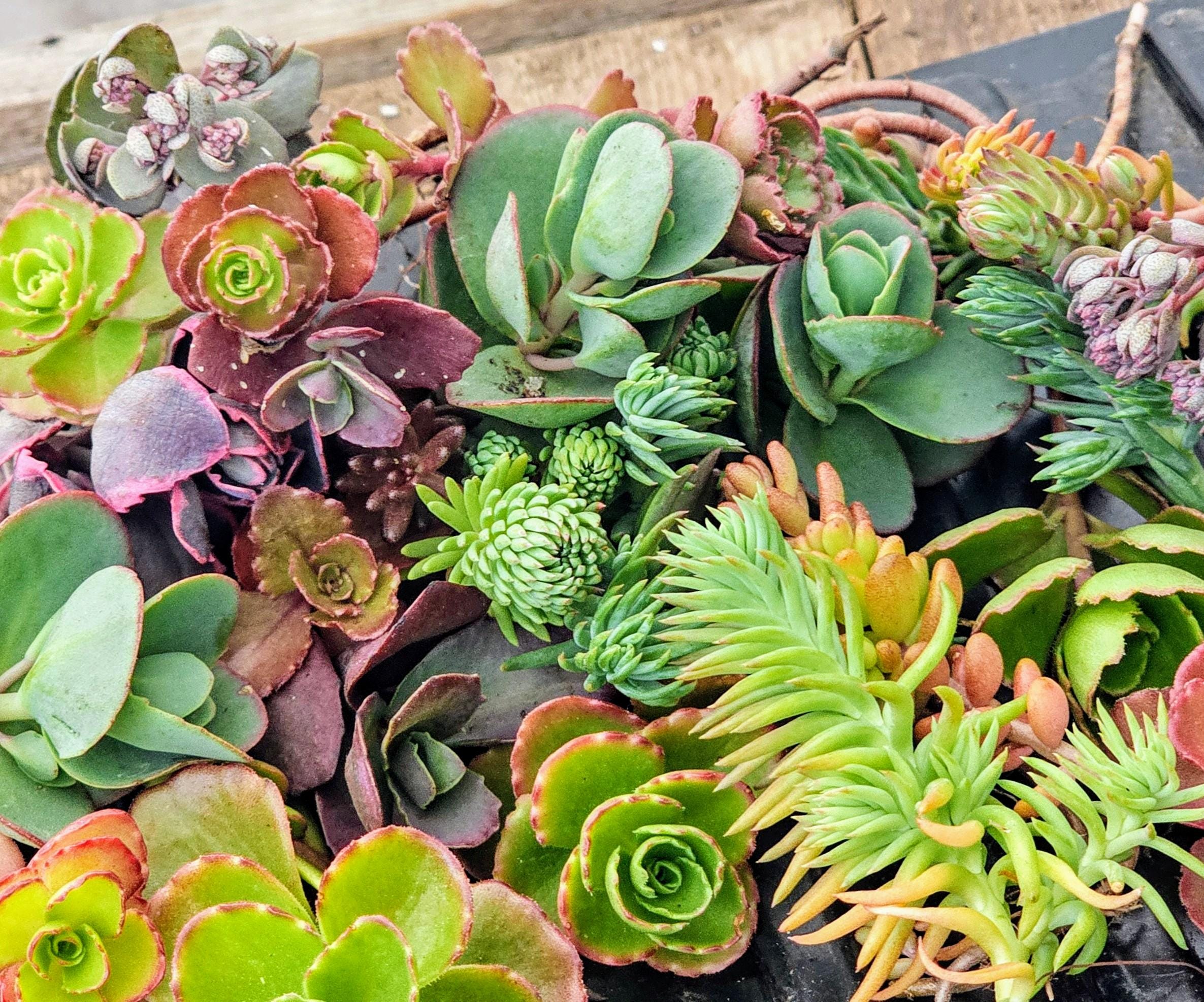 Cold Hardy Sedum Succulent Cuttings: Assorted Stonecrop Varieties