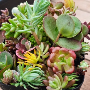 Cold Hardy Succulent Sampler pots Grows Outside 3 inch pot size RECEIVE several different varietiesSucculent varieties can vary image 5