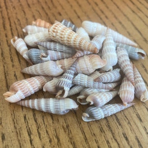 Op de afbeelding: Een hoop kleine, witte en bruine schelpen met een spiraalvormig patroon. De schelpen zijn willekeurig gerangschikt op een houten oppervlak.