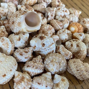 Könnte beinhalten: Eine Ansammlung kleiner, strukturierter Muscheln in Weiß-, Creme- und Brauntönen. Die Muscheln haben eine Spiralform und unterschiedliche Größen, wobei einige komplizierte Muster aufweisen. Das Bild ist eine Nahaufnahme, die die Details hervorhebt.