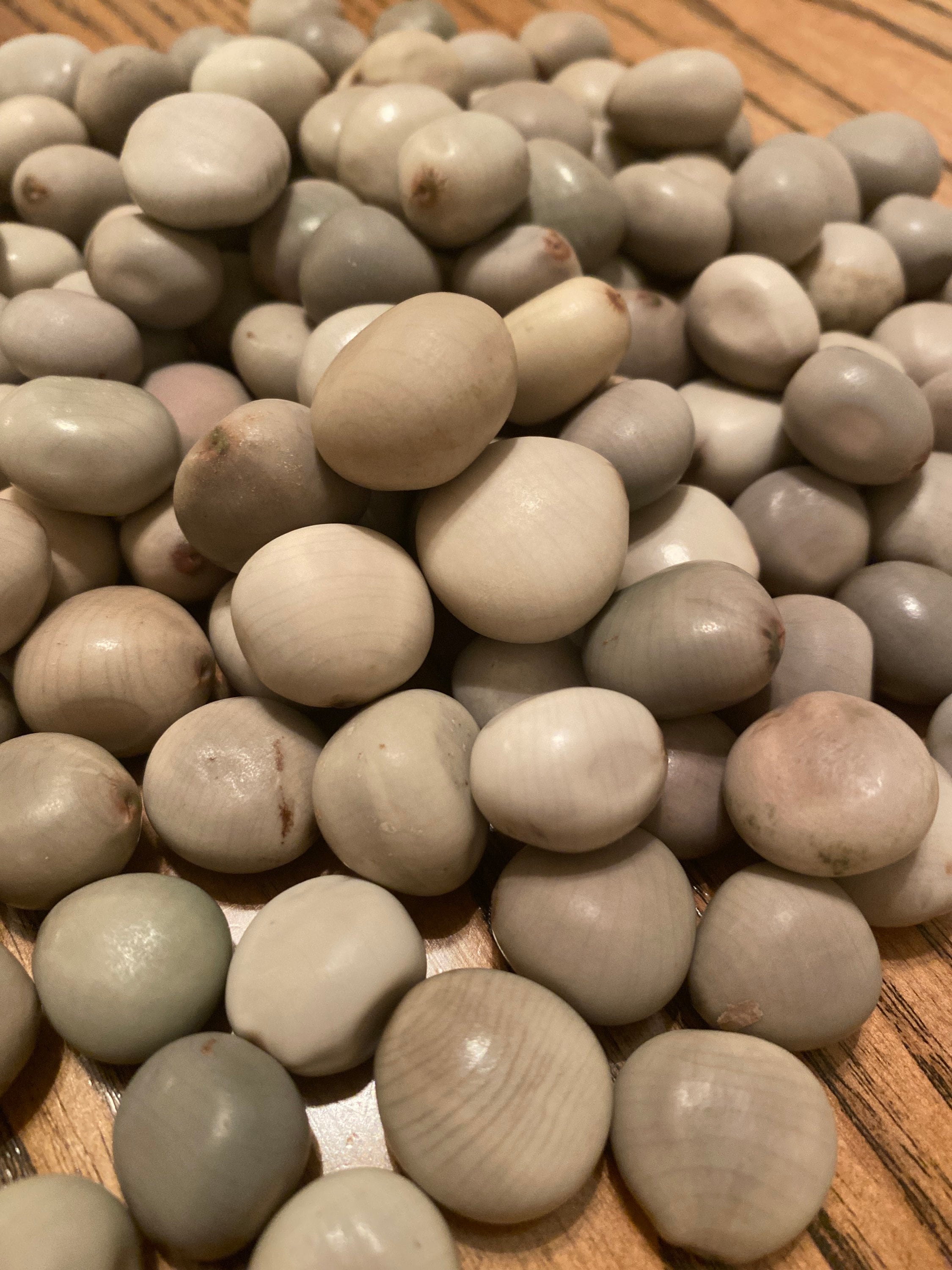 Sea Pearls (nickernut/nickar Nut) From Florida Keys (raw) - Etsy