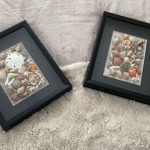 Sanibel Island Shell Medium Shadow Box