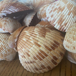 May include: A close-up of a pile of seashells. The shells are a light brown color with darker brown stripes. They are arranged in a random pattern.