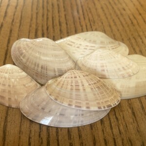 May include: A collection of beige seashells with subtle brown striations. The shells vary in size and are arranged on a wooden surface, creating a natural, coastal aesthetic. The shells are smooth and glossy.