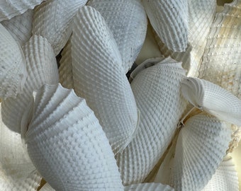 Sanibel Island Angel Wings